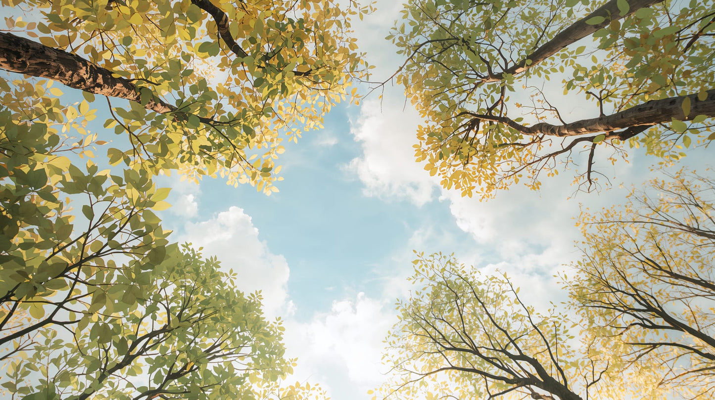 Airy serene Sky Blue tree canopy featuring branches, leaves, and sky clouds - Wall Mural & Peel and Stick Wallpaper for Mural Scene Interiors and Premium Home Styling.