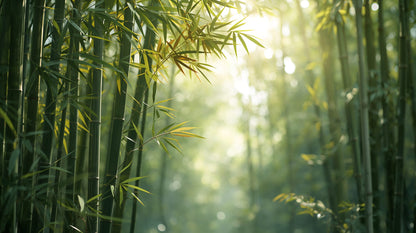 Serene airy Green bamboo forest featuring sunbeams and bamboo leaves - Wall Mural & Peel and Stick Wallpaper for Zen Interiors and Premium Home Styling.