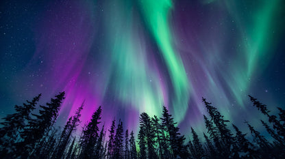 Ethereal luminous Green northern lights featuring a starry sky and pine forest silhouette - Wall Mural & Peel and Stick Wallpaper for Photographic Interiors and Premium Home Styling.