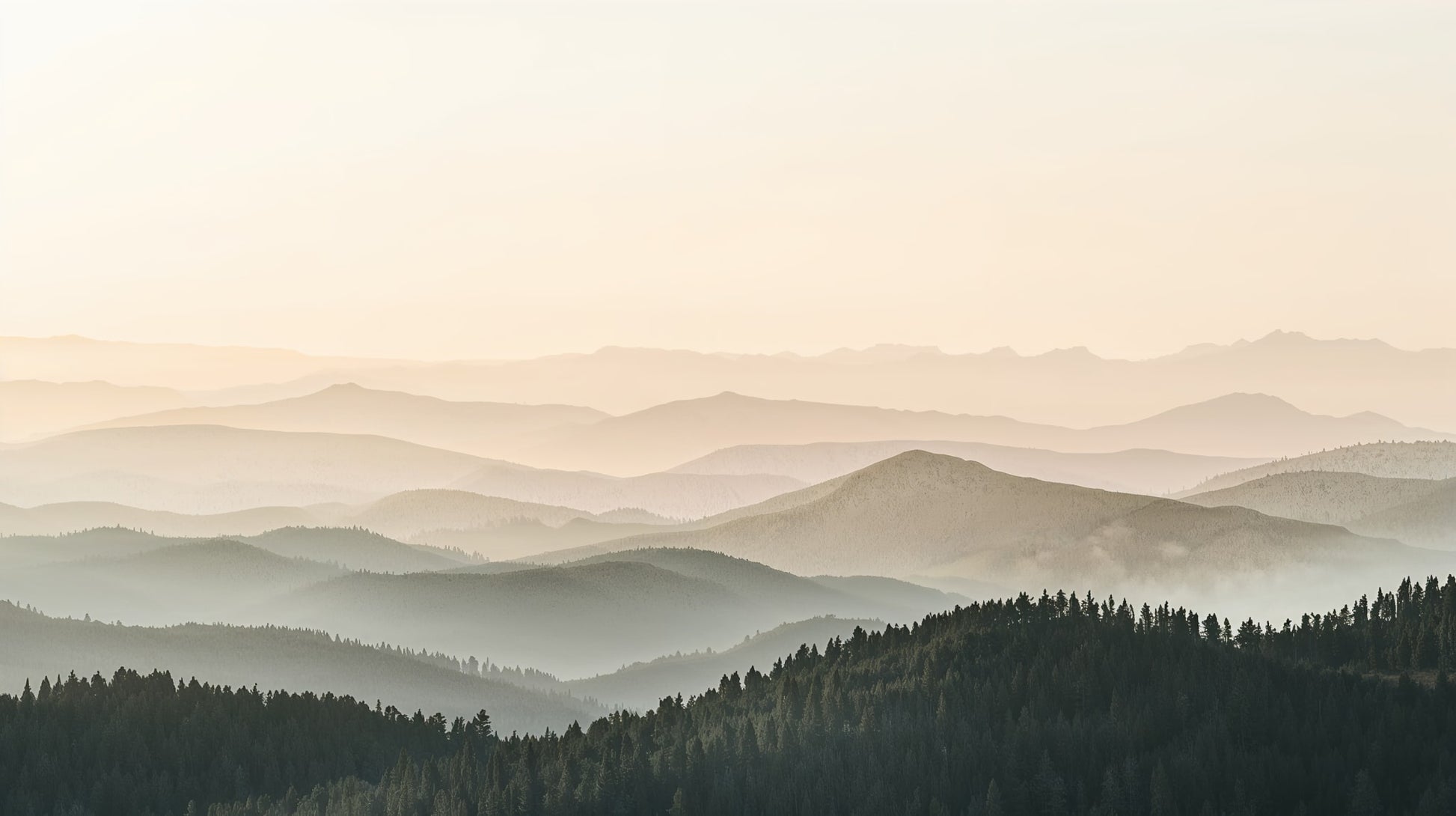 Atmospheric layered Cream mountain landscape featuring pine forest and morning mist - Wall Mural & Peel and Stick Wallpaper for Painterly Interiors and Premium Home Styling