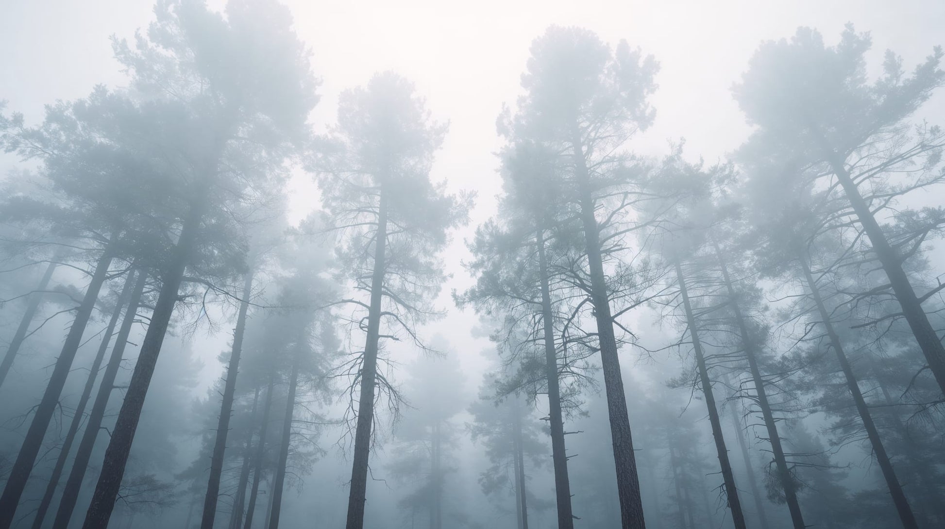 Atmospheric serene Mist Blue misty forest featuring pine trees and fog - Wall Mural & Peel and Stick Wallpaper for Mural Scene Interiors and Premium Home Styling.