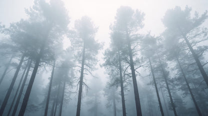 Atmospheric serene Mist Blue misty forest featuring pine trees and fog - Wall Mural & Peel and Stick Wallpaper for Mural Scene Interiors and Premium Home Styling.